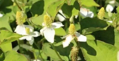 What are the active compounds in Houttuynia Cordata Extract?